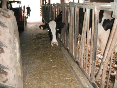 広域流通による乳牛への給餌状況の写真