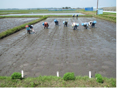 稲の原原種系統栽培の田植えの写真
