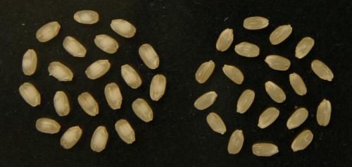 玄米の写真（左：吟のいろは　右：蔵の華）