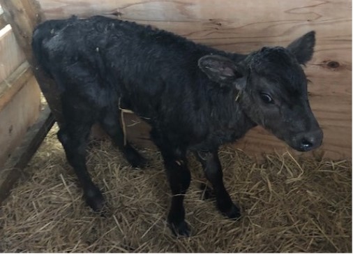 誕生した世界初の子牛