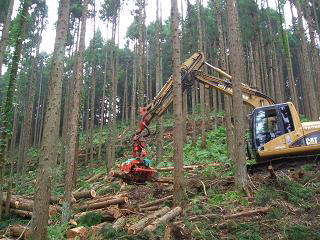 伐採現場