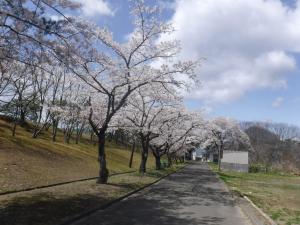 桜の写真