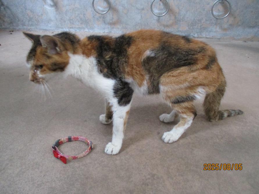 猫1