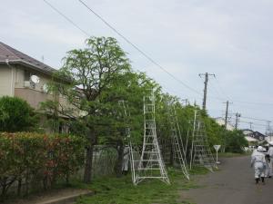 剪定作業の様子1