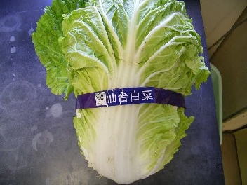 仙台伝統野菜の「仙台白菜」の写真