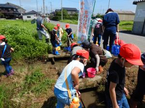 生き物を捕まえる児童たち