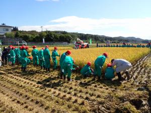 稲刈りを始めた直後の様子