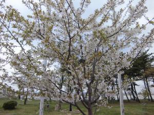 桜の開花写真2