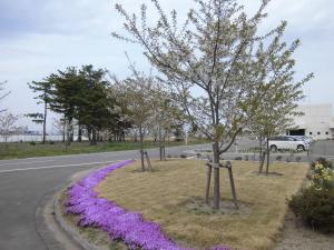 桜の開花写真3