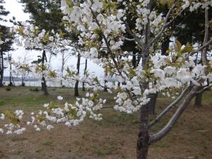 桜の開花写真4