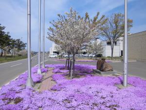 桜の開花写真1