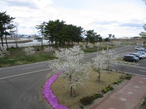 桜開花状況2