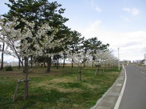 桜開花状況3