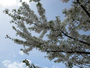 桜開花状況5