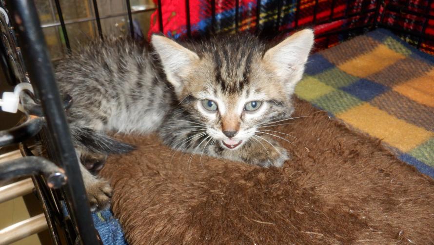 保護猫子猫キジトラ4週齢前後