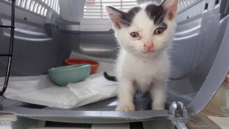 保護猫子猫白黒性別不明3週齢前後