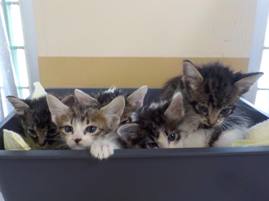 保護猫子猫キジトラキジ白4週齢前後