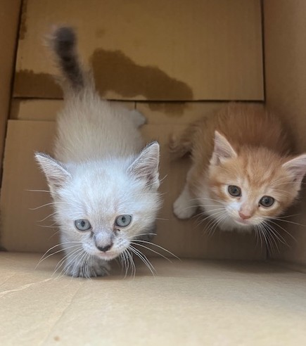 保護猫子猫ポインテッドオス茶白メス4週齢前後