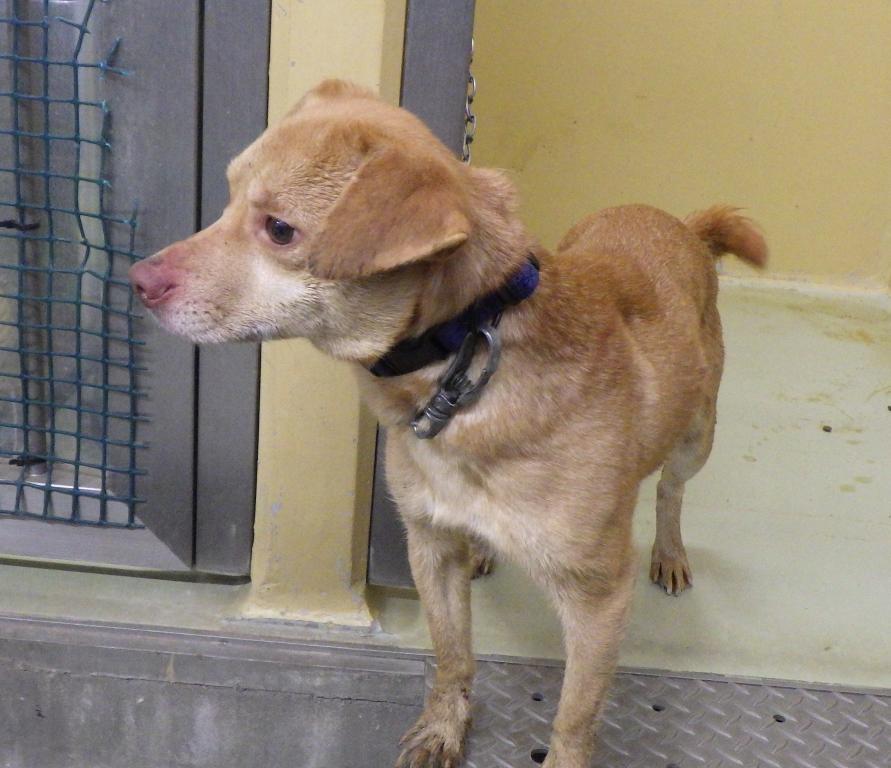 保護犬成犬雑種中型犬オス茶色たれ耳