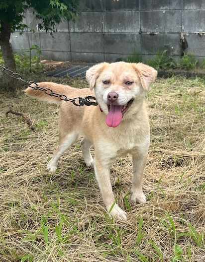 譲渡犬雑種メス茶色1才齢前後人見知り散歩好き1