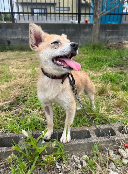 譲渡犬雑種メス茶色1才齢前後人見知り脱毛あり1