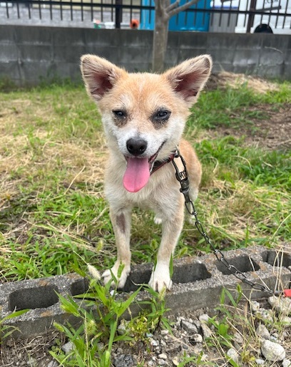 譲渡犬雑種メス茶色1才齢前後人見知り脱毛あり2