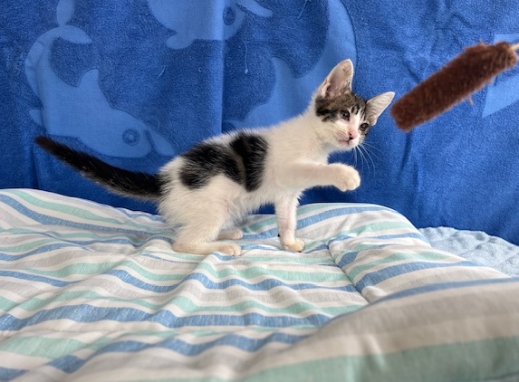 譲渡猫子猫キジ白メス10週齢前後2