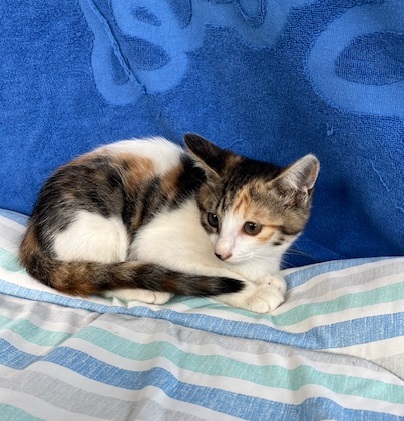 譲渡猫子猫三毛メス2ヶ月齢写真1