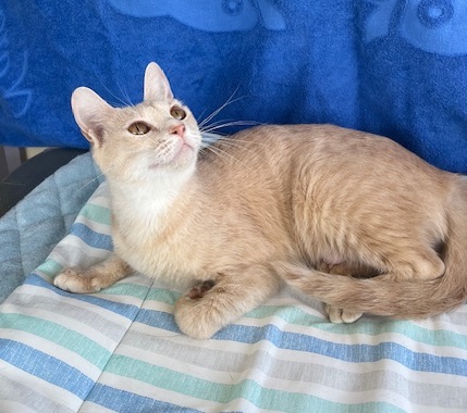 譲渡猫1歳茶トラメス1