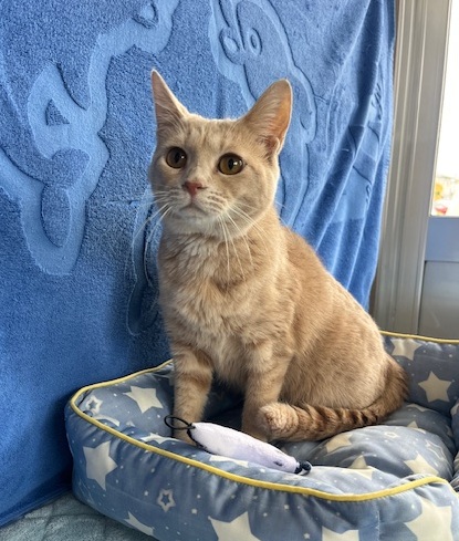 譲渡猫成猫茶トラ(クリーム)メス1才前後写真2