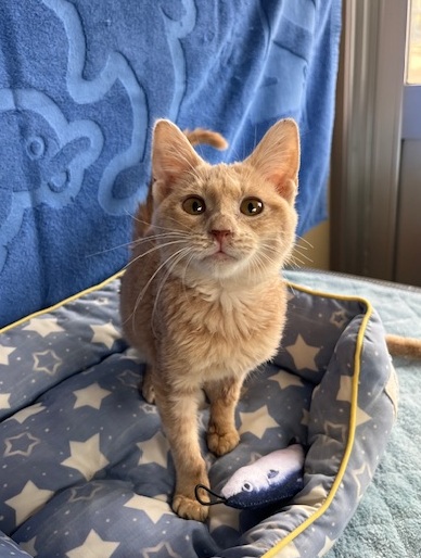 譲渡猫子猫茶トラ(クリーム)メス6ヶ月齢前後