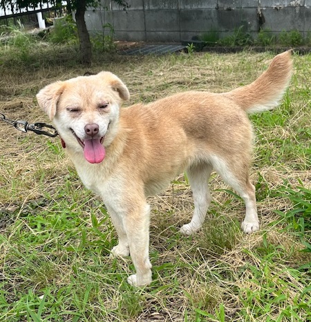 譲渡犬雑種メス茶色1才齢前後人見知り散歩好き2