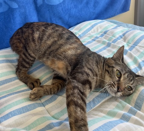 譲渡猫1歳キジサビメス1