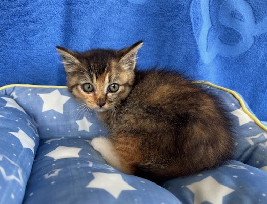 譲渡猫子猫三毛メス5週齢前後内弁慶2