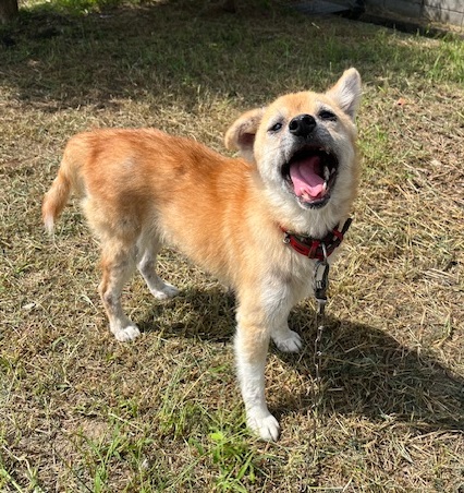 譲渡犬成犬茶色メス7才前後2