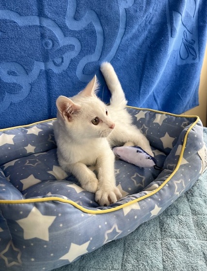 譲渡猫子猫メス白4ヶ月齢前後写真2