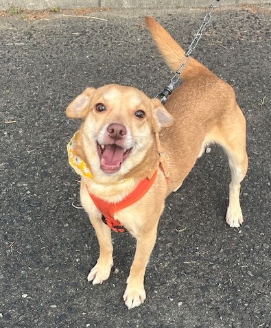 譲渡犬成犬雑種若齢オス茶色1