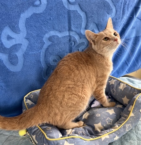 譲渡猫成猫茶トラ(クリーム)メス1才前後写真1