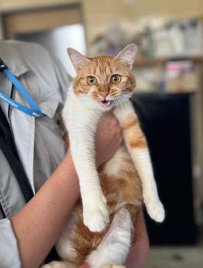 譲渡猫成猫キジ白メス1才前後写真2