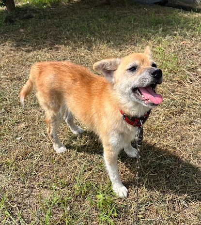 譲渡犬成犬茶色メス7才前後1