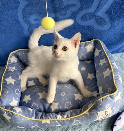 譲渡猫子猫メス白4ヶ月齢前後写真1