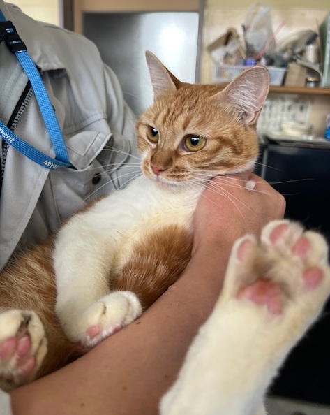 譲渡猫成猫キジ白メス1才前後写真2