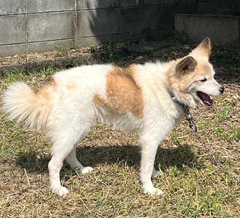 譲渡犬成犬白茶色メス7才前後1
