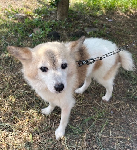 譲渡犬成犬白茶色メス7才前後2
