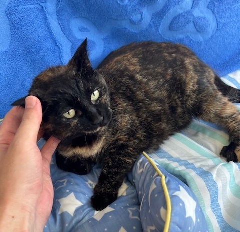 譲渡猫成猫メスサビ推定8才人見知り3
