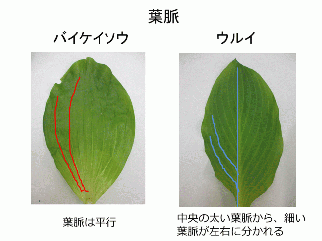 バイケイソウの葉脈とウルイの葉脈の違いの写真です