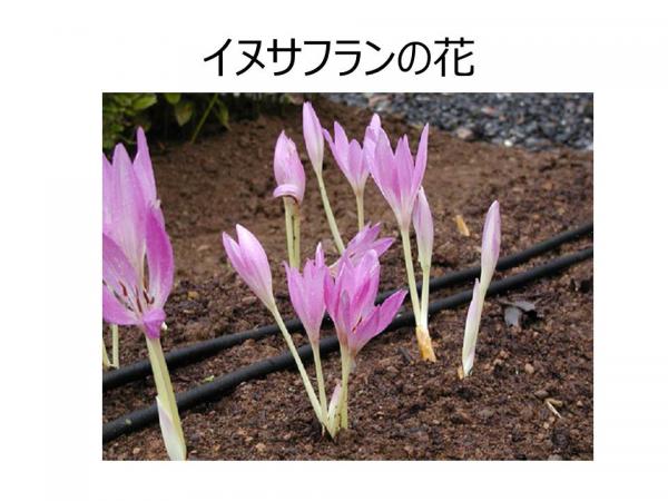 イヌサフランの花