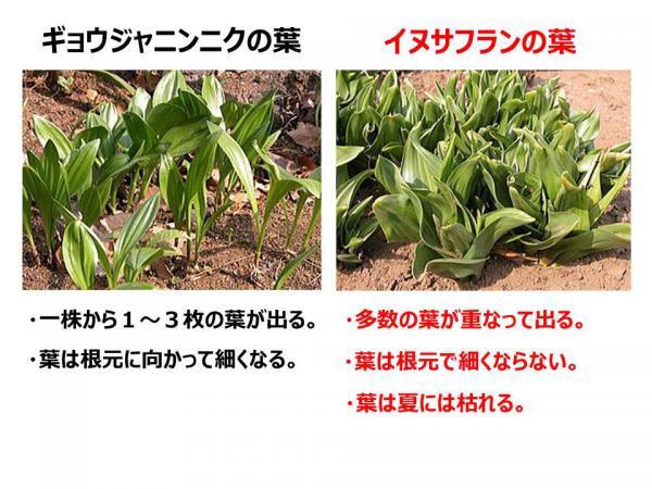 左にギョウジャニンニクの葉、右にイヌサフランの葉の写真があります