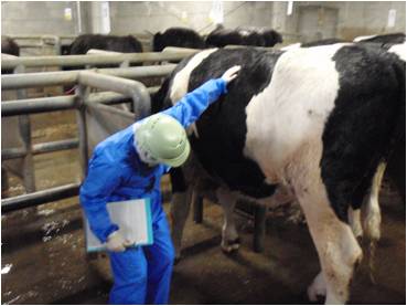 牛の生体検査の様子の写真