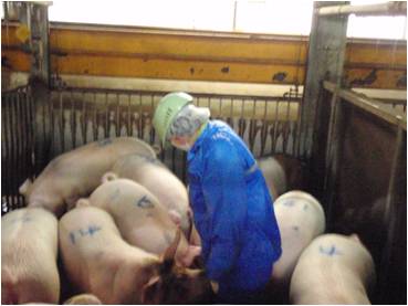 豚の生体検査の様子の写真
